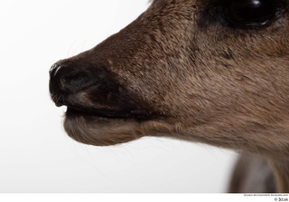 Deer doe mouth nose 0003.jpg